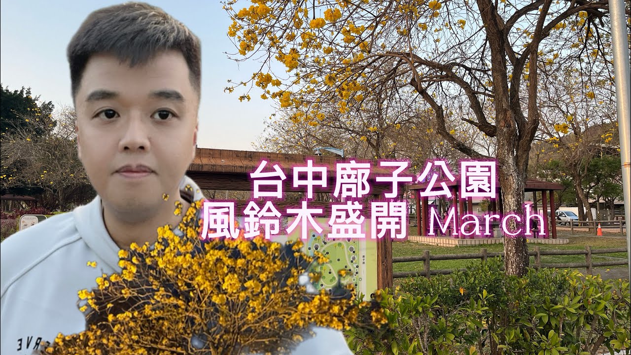 台中最美花海！廍子公園黃花風鈴木盛開