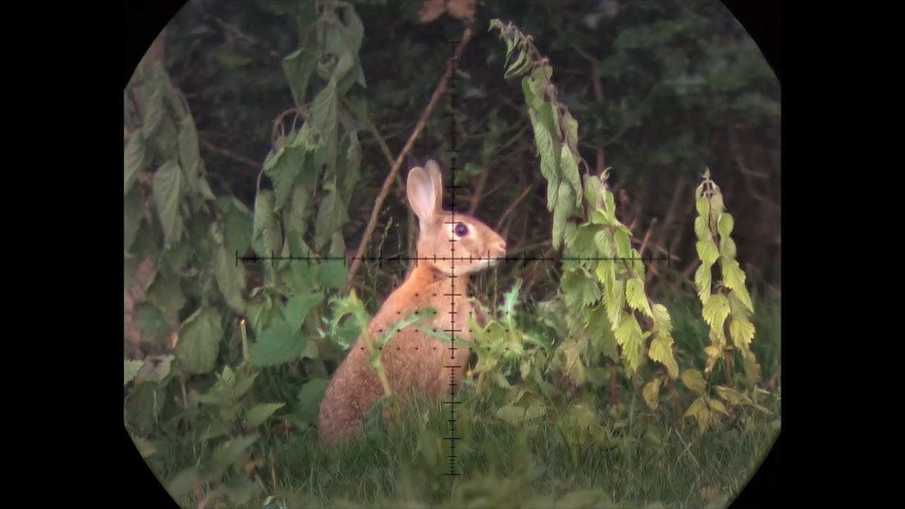 The Airgun Show - awesome rabbit hunting, & the NiteVizor VP200 XTR night vision converter on test
