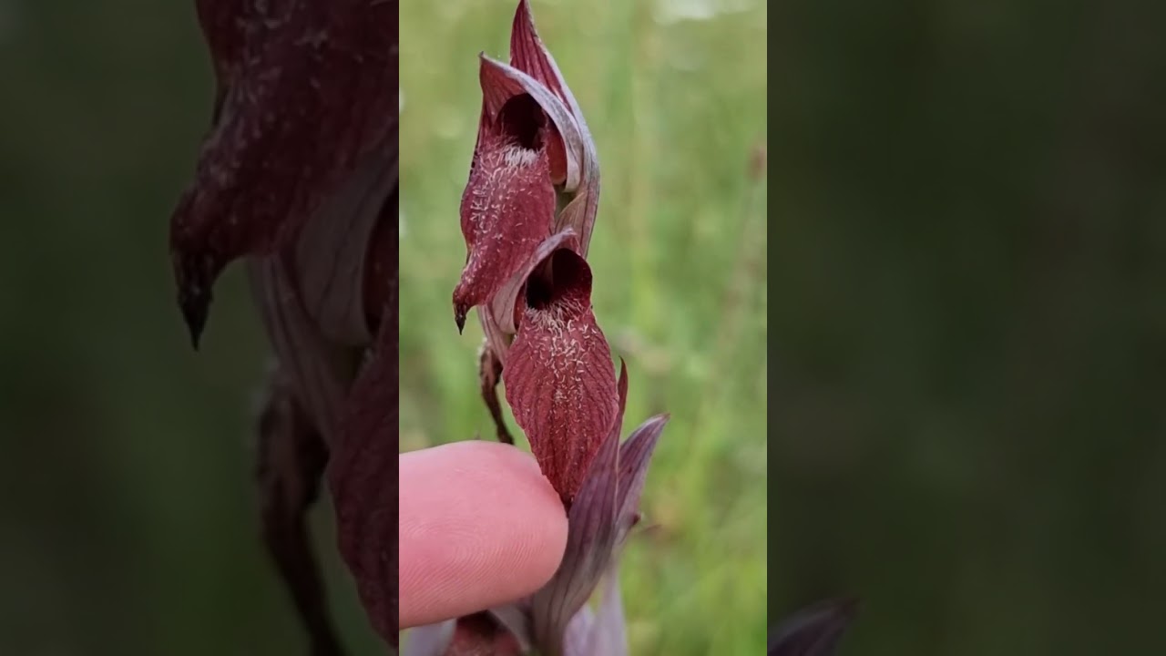 Prairie à orchidées Serapias vomeracea et Orchis purpurea