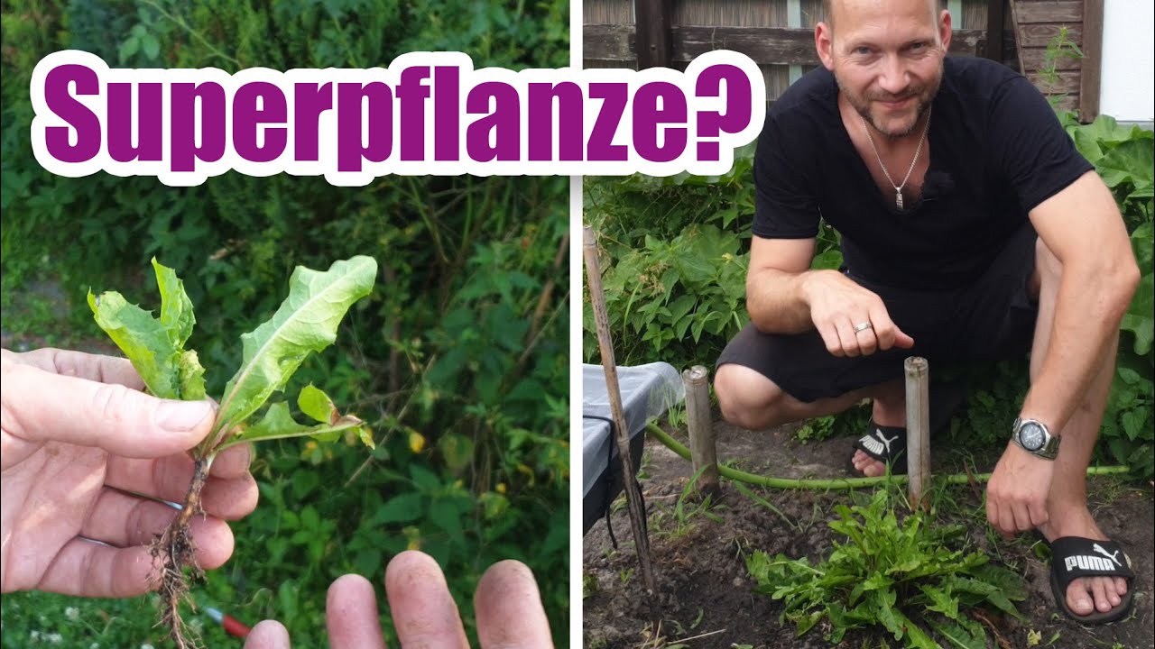 🌿 Löwenzahn im Garten anbauen? – Was diese alte Gemüsepflanze heute noch kann! | Wildkräuterwissen