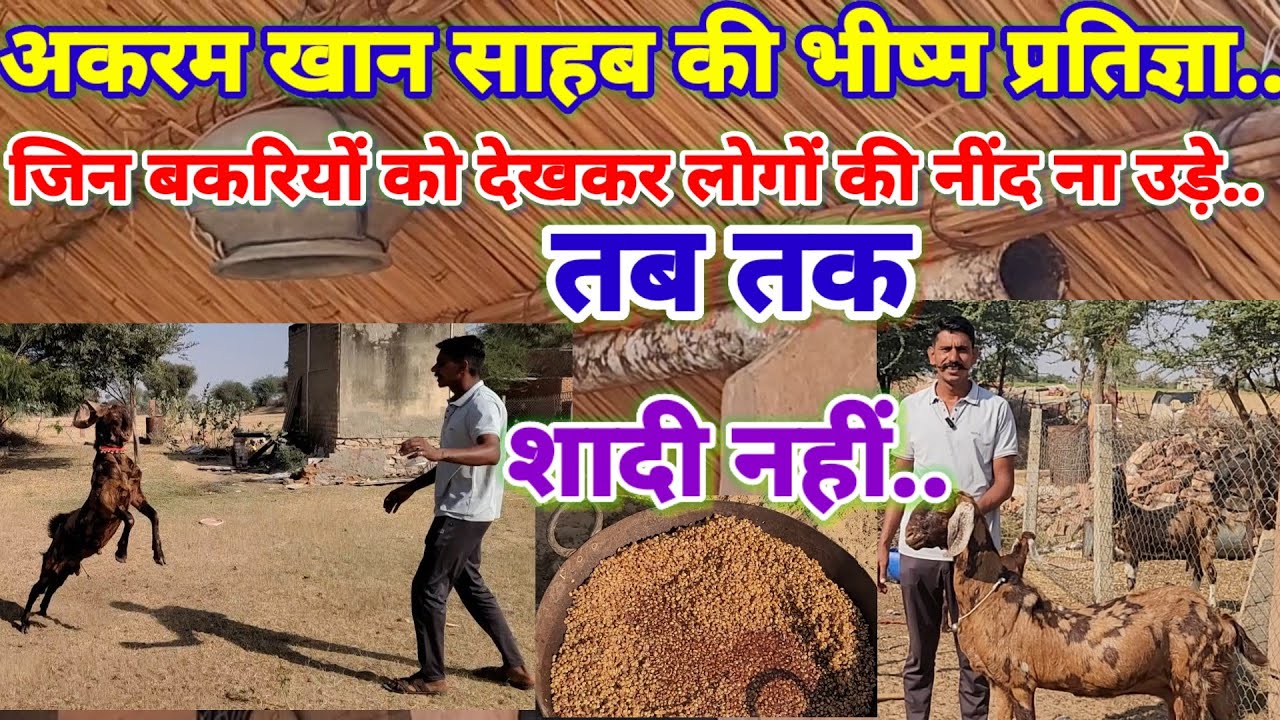 20बकरियां ऐसी बनाऊंगा कि लोगों का मुंह बंद हो जाएगा. जुनून में हद से गुजर जाएंगे@sukant chawla#goat