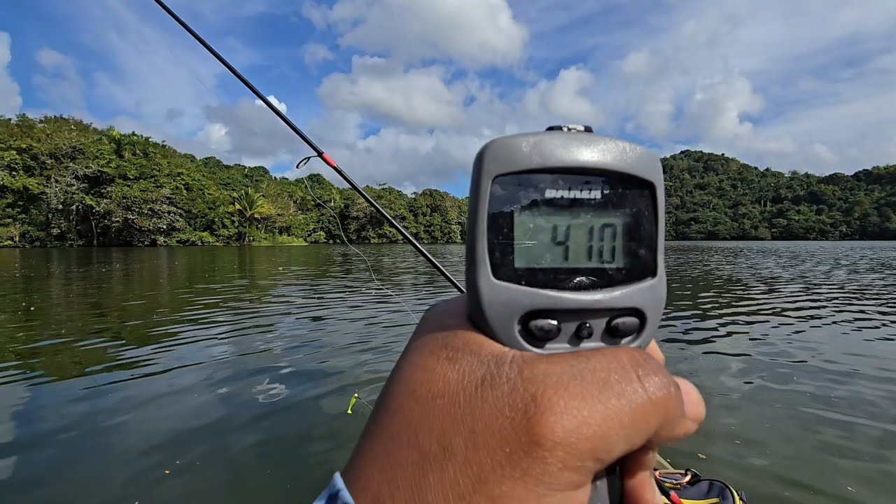 Video #18: Tucunarés agresivos en la mañana / Agressive peacockbass in the morning