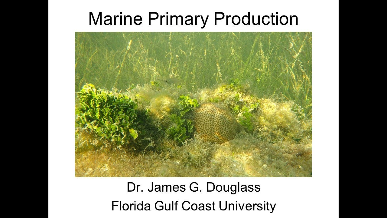 Marine Ecology Lecture - Primary Production Pt. 1
