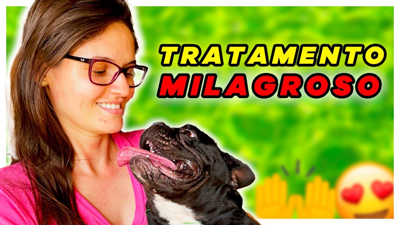 Tratamento com CÉLULAS TRONCO em CÃES(Funciona? Quanto CUSTA?)