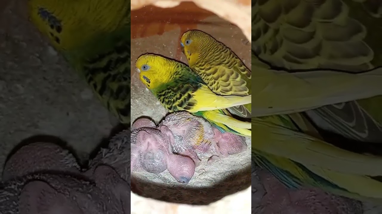 Expert Tips for Building a Stunning Bird Aviary at Homey