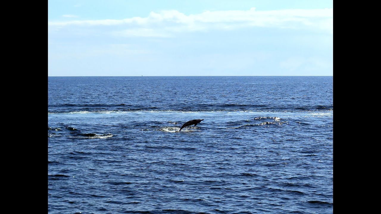 Dolphins in Koh Lanta