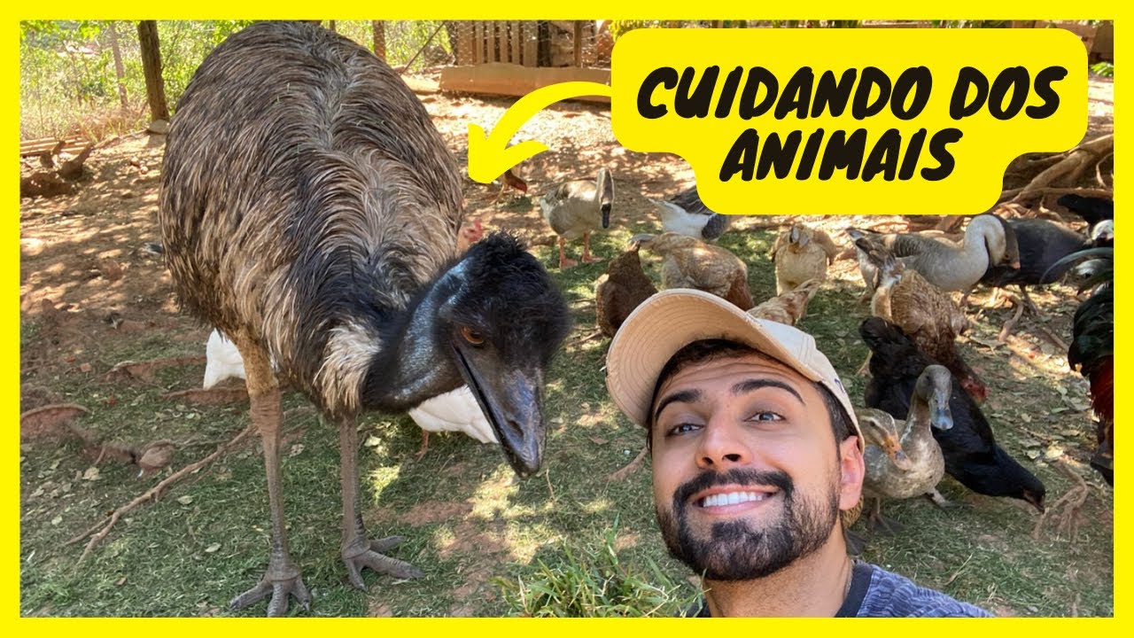 Rotina na Ro&ccedil;a Cuidando os Animais - Plantando Caju na Ch&aacute;cara | Gutejando