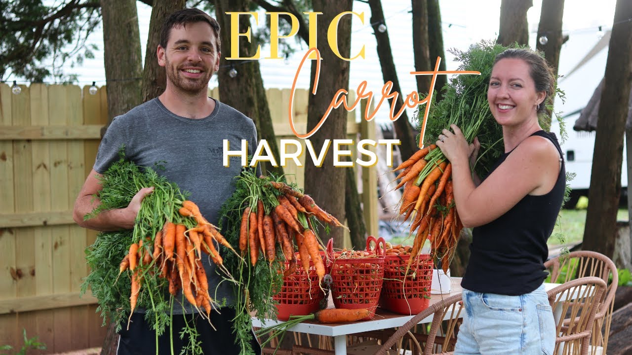 EPIC Carrot Harvest, Cabbage, Beets and More | + Mini Garden Tour!