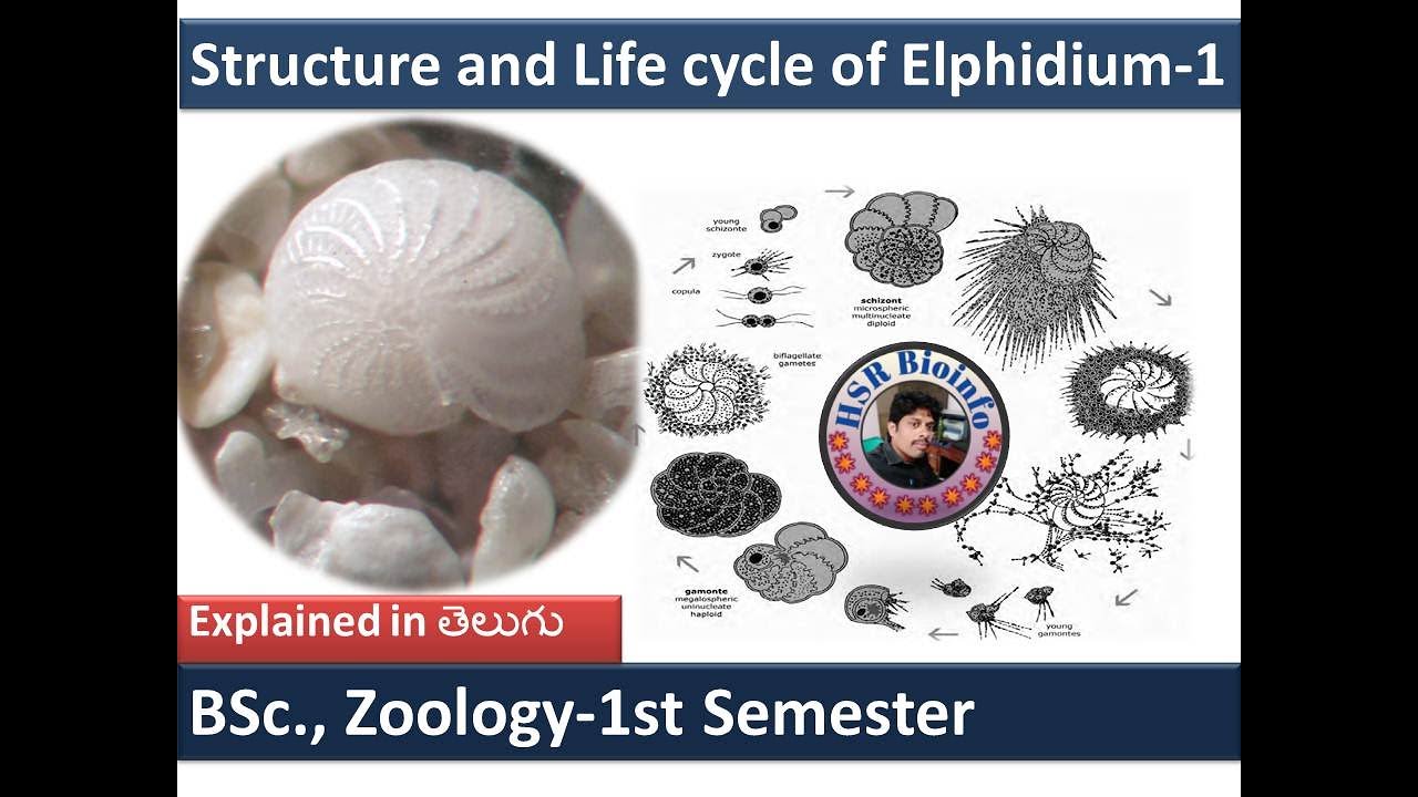 Строение и жизненный цикл Elphidium-1 | Жизненный цикл Elphidium-1 (простейшие) | HSR Bioinfo