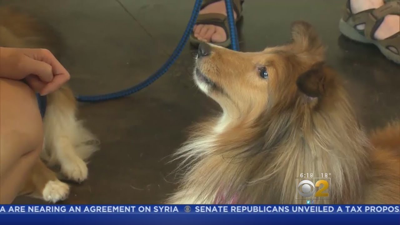 Love To Pamper Your Pooch? Check Out Pet Spas & Resorts