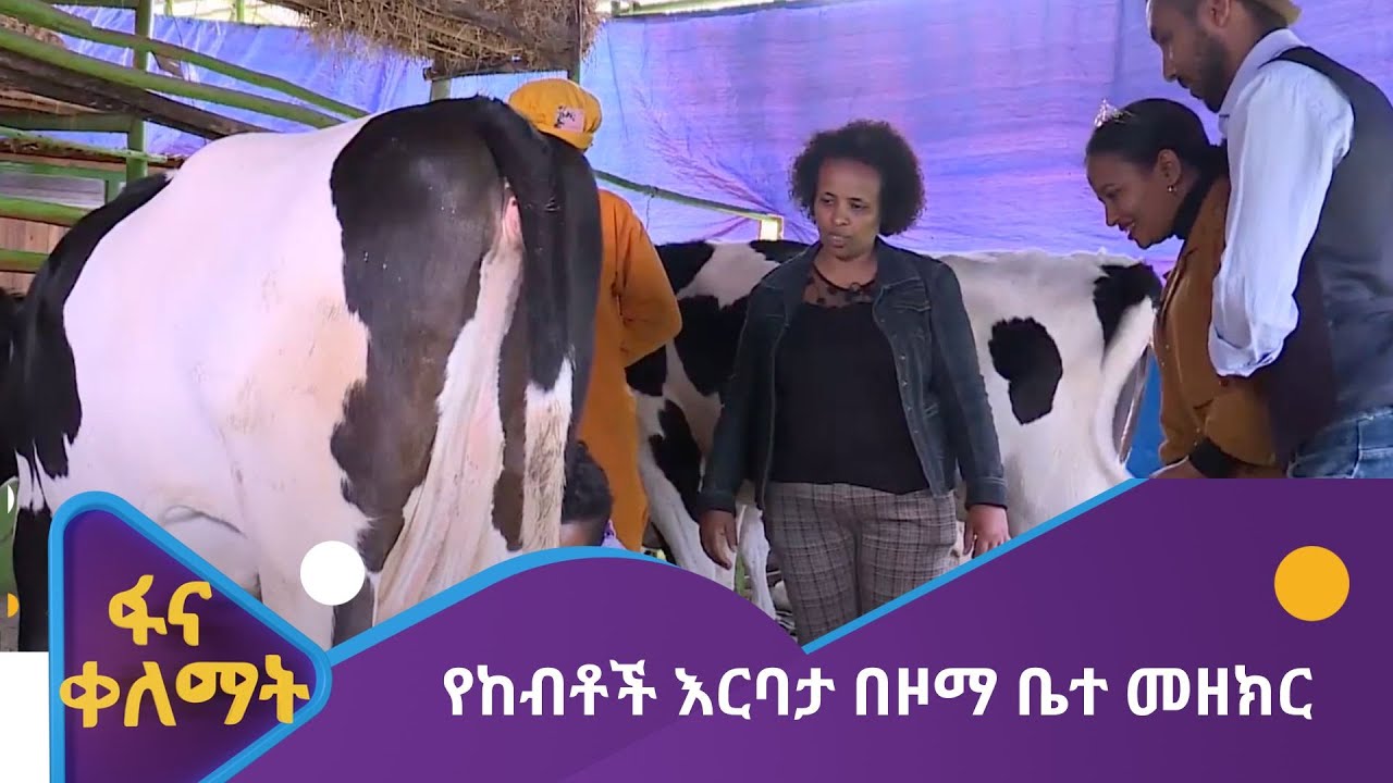 የከብቶች እርባታ በዞማ ቤተ መዘክር