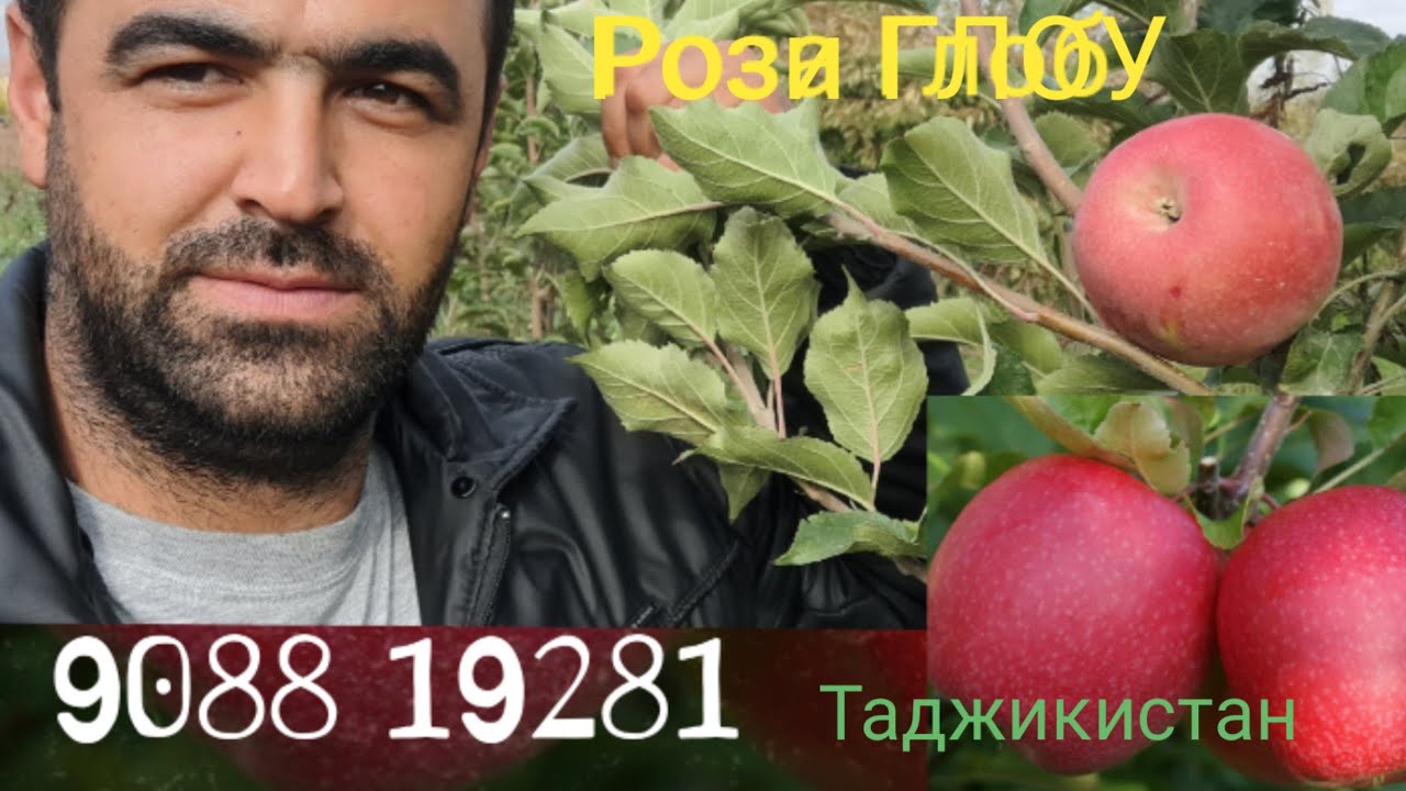 Себи Pinkled 1сола ҳосил дод       +992908819281 WhatsApp 