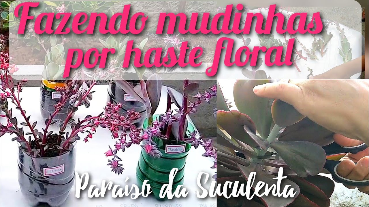 Ensinando a fazer mudas por haste floral / Jardim de Suculentas