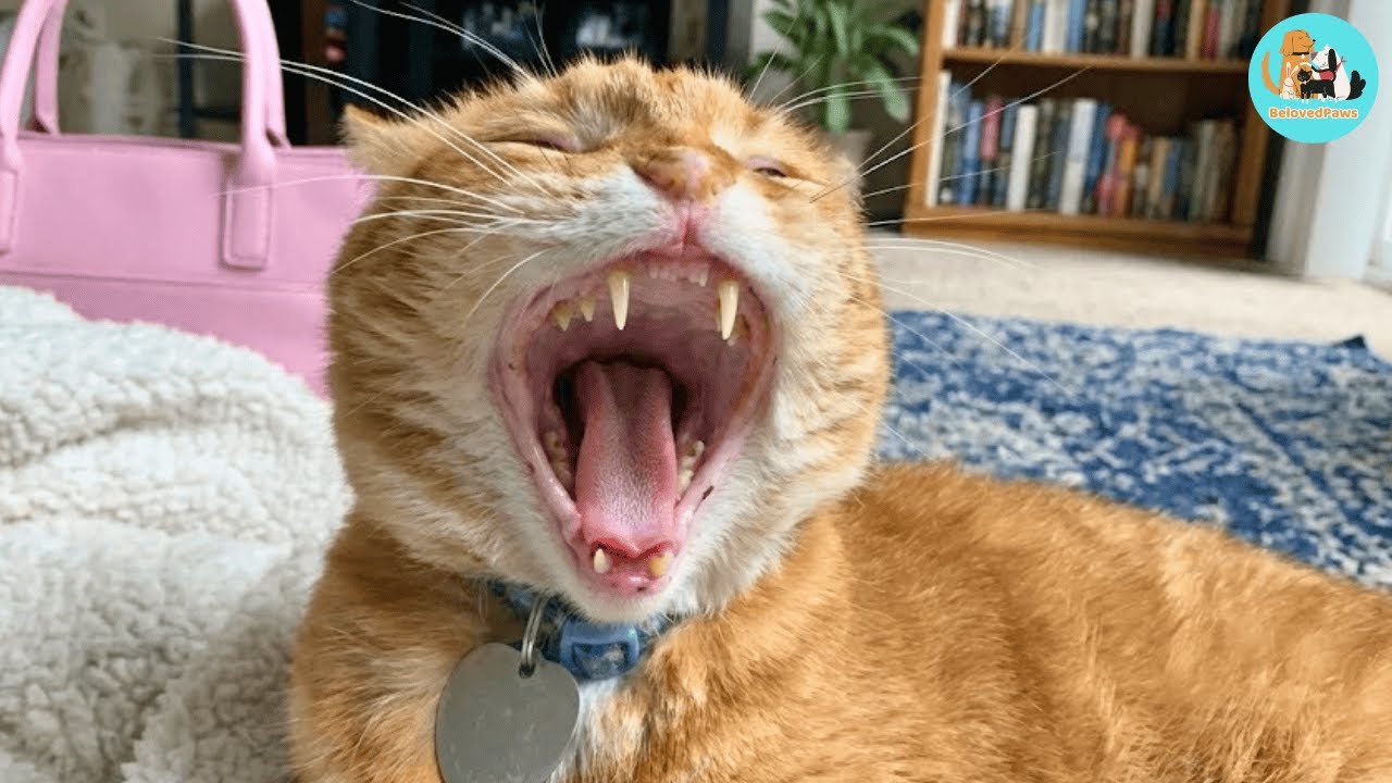 He’s Not Fat, He’s Fluffy: Meet the Orange Cat Who Argues Back