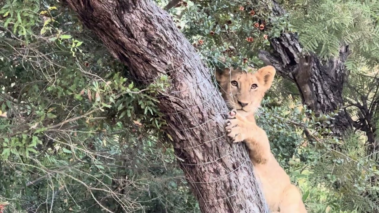Baby lion family Avoca is trying to conquer a tree in Savannah making endless attempts to climb down