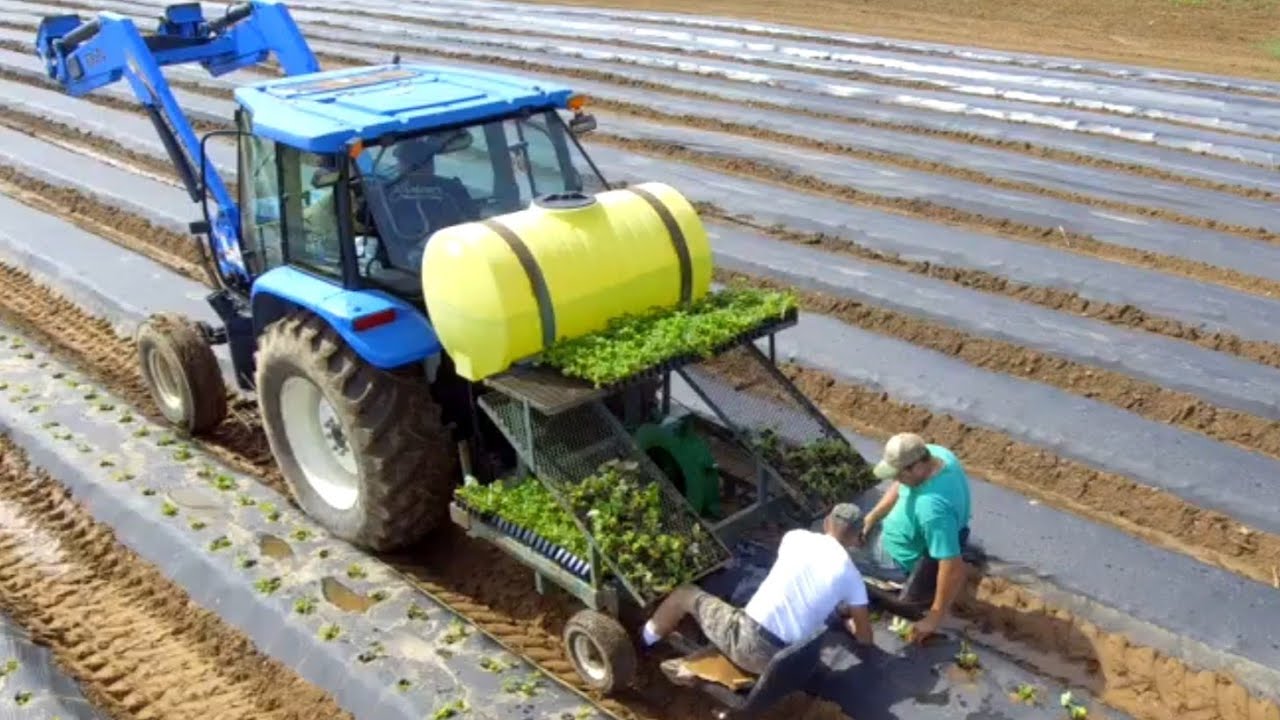 Planting 1,200 plants in 2 hours with Water Wheel Transplanter