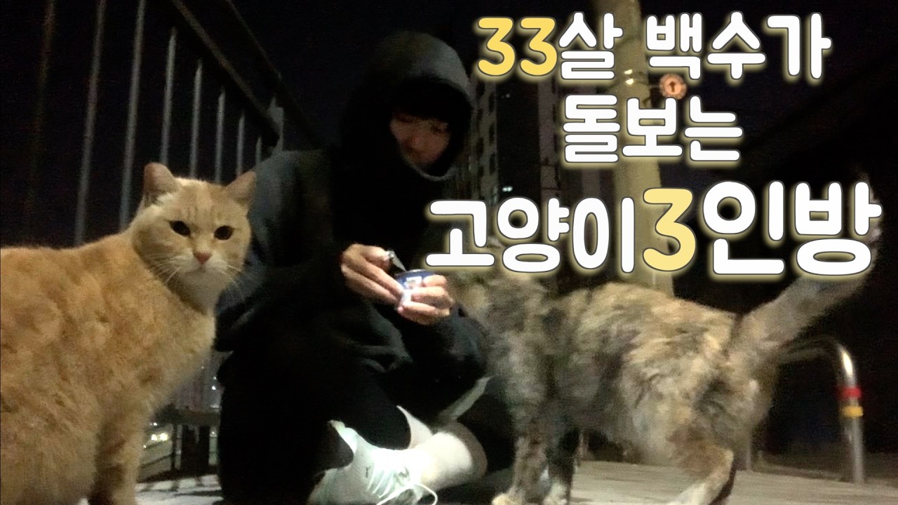 33살 백수가 돌보는 길냥이 3인방을 소개합니다