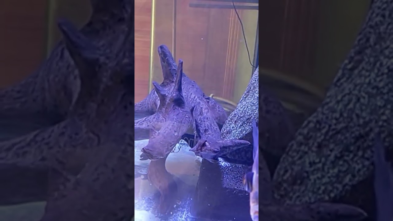 Aqu&aacute;rio Jumbo #aruan&atilde; #jumbo #oscar #oscarfish