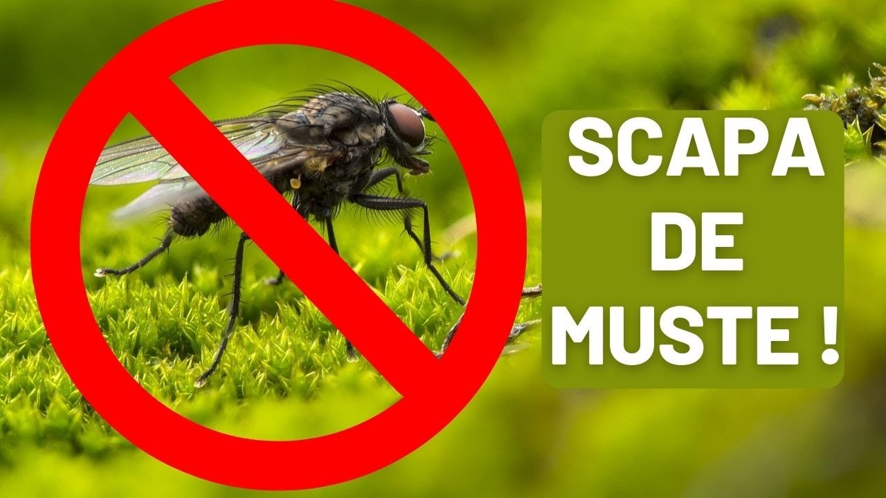 Cum scapi de MUSTE | Cel mai bun insecticid pentru muste !