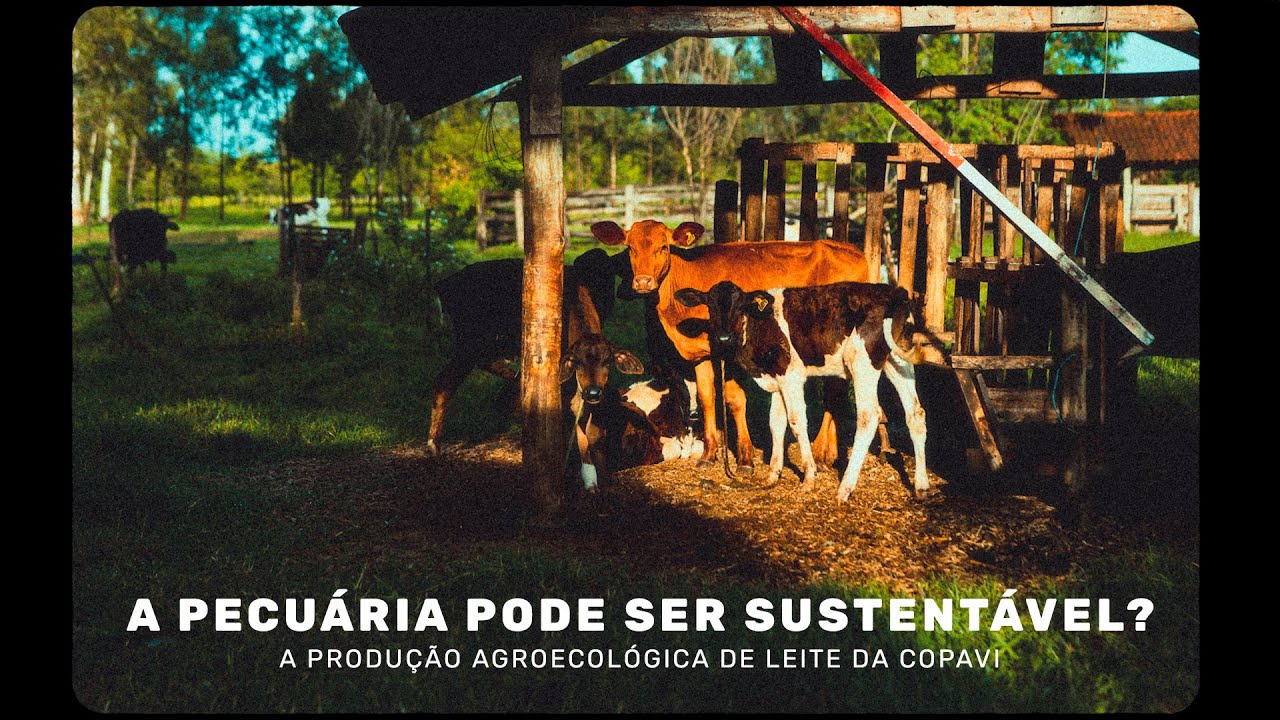 A pecuária pode ser sustentável? A produção agroecológica de leite de Copavi