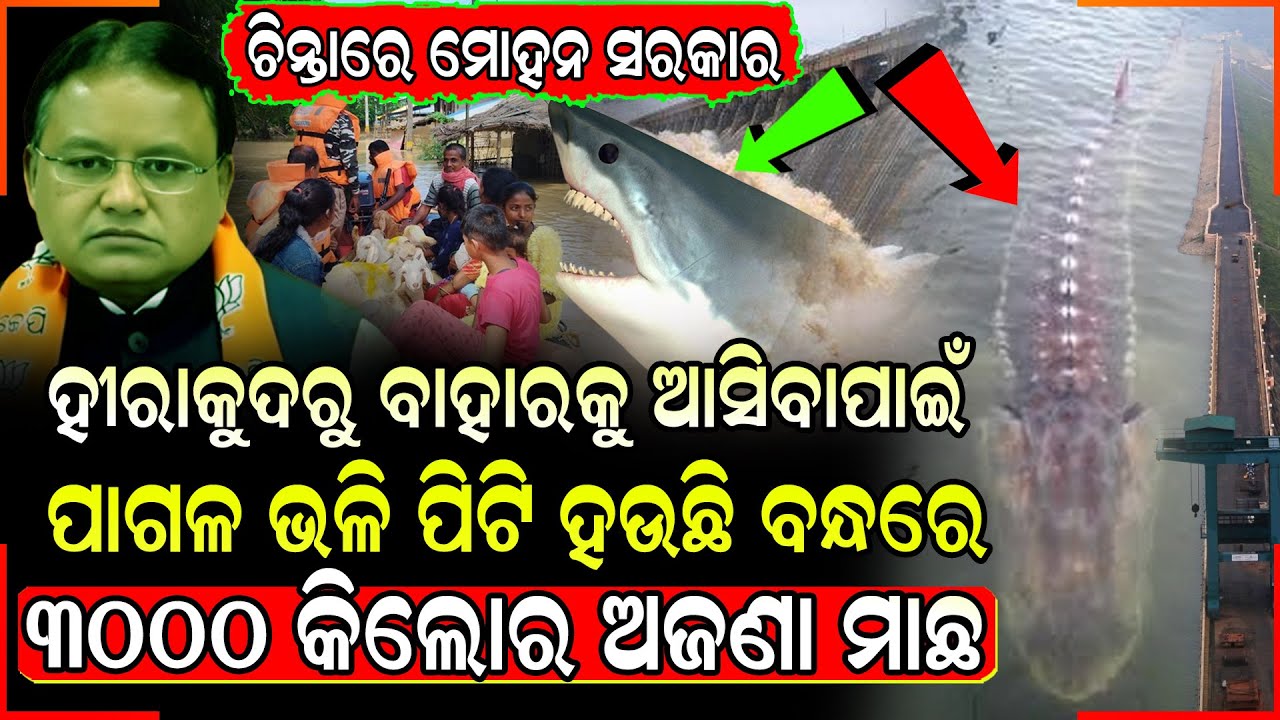 3000 କିଲୋର ମାଛ ହୀରାକୁଦ ଜଳ ଭଣ୍ଡାରରୁ ବାହାରିବାକୁ ପାଗଳ ଭଳି ପିଟି ହଉଛି ହୀରାକୁଦ ବନ୍ଧରେ  ! Today News Live