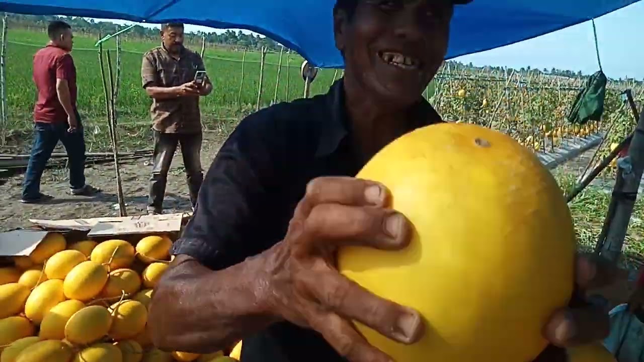 Panen Melon Alisa di Gp. Alue Keurinyai Touke Langsung Ke Tempat.