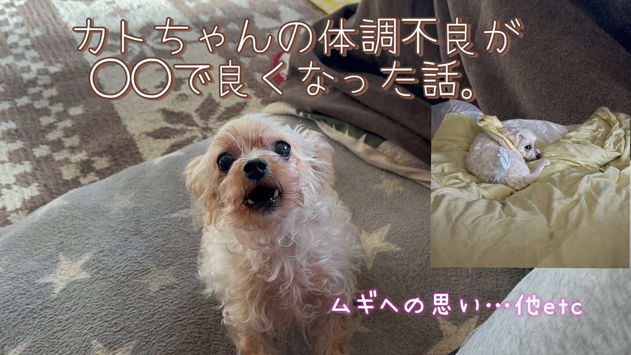 この子達とのお正月…あと何回迎えられるかな。