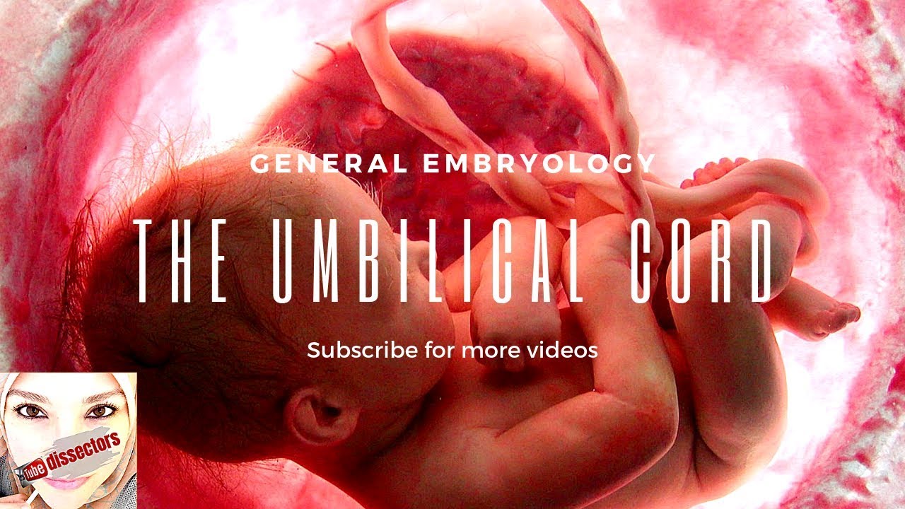 Medical embryology - The umbilical cord