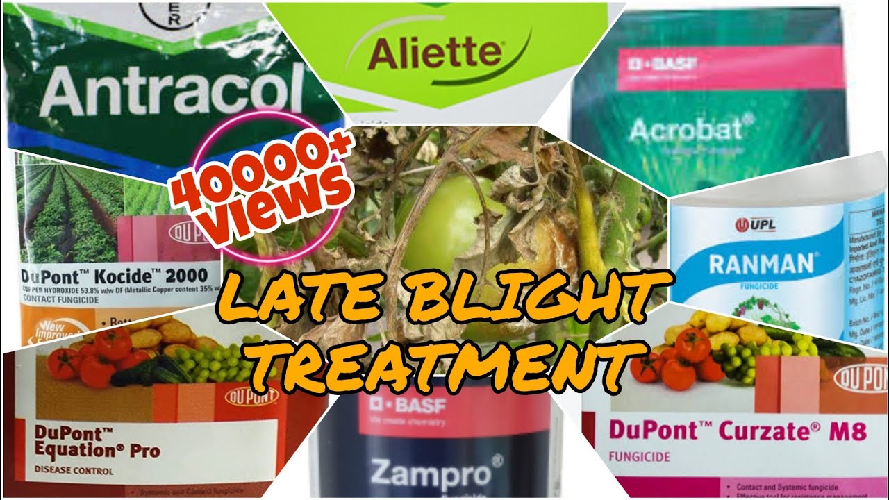 Tomato Late Blight best Management and control|ಅಂಗಮಾರಿ ರೋಗ ಅತ್ಯುತ್ತಮ ಹತೋಟಿ ಕ್ರಮ|Fungicides to spray|