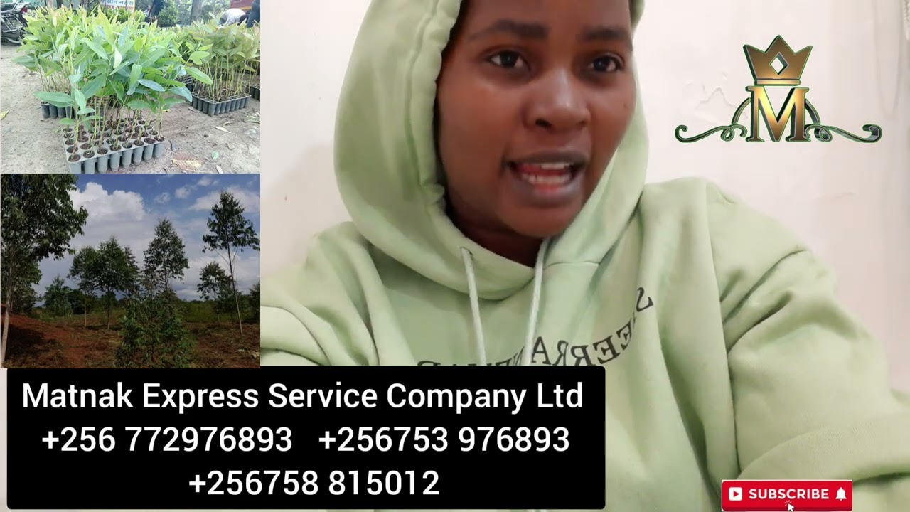 Eucalyptus trees spacing and types #gu7 #gu8 +256 772976893