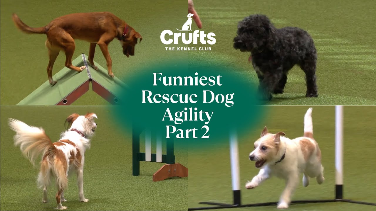 Adorable Pups Take on Agility 🐶 | Part 2