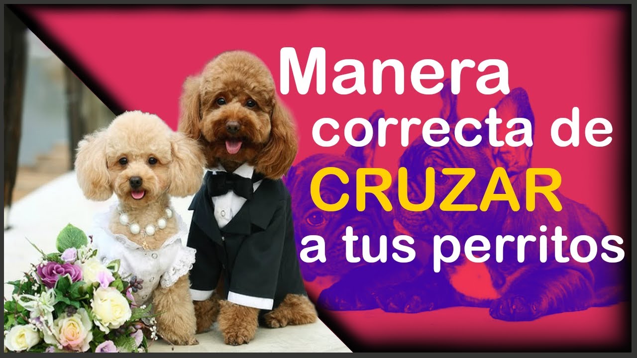 MANERA CORRECTA PARA CRUZAR A TUS PERROS