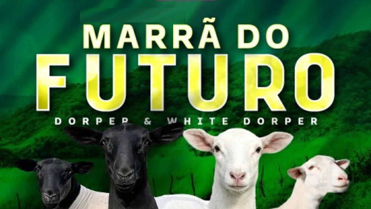 LEILÃO MARRÃ DO FUTURO 2026 - ABCDORPER