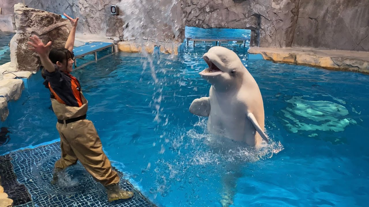 2019/11/23 ベルーガのトレーニング【グレイ編】@名古屋港水族館