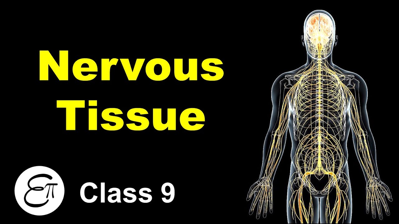 Nervous Tissue || Animal Tissues (Part 5) || in Hindi for Class 9