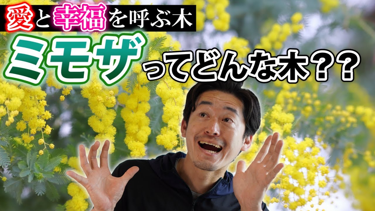 【おすすめのミモザ5選】カッコイイシンボルツリーにしたい時におすすめのミモザ
