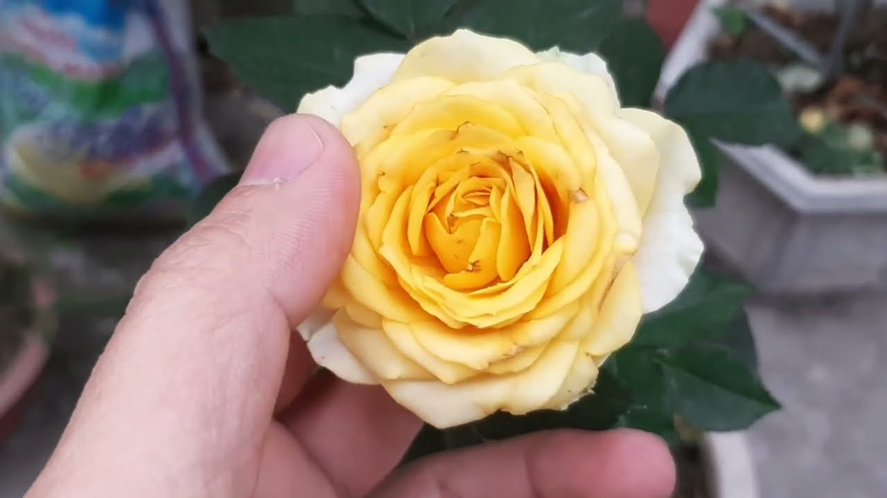 Những Lưu ý để sau cắt tỉa cây Hoa Hồng không bị Suy Yếu