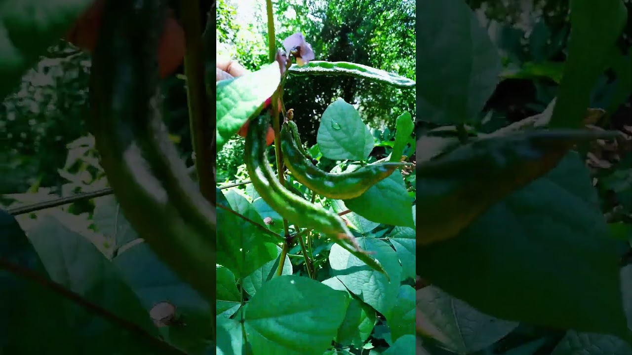 harvesting fresh vegetables from garden 
