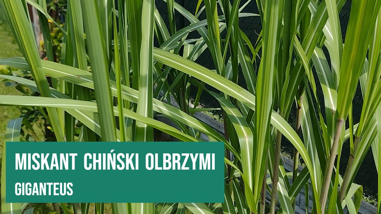 Miskant Chiński Olbrzymi Giganteus
