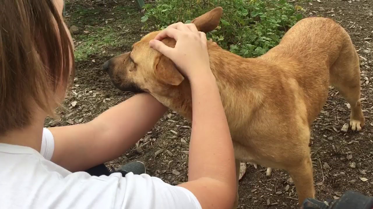 Chloe, 1 YO GSD Mix Looking for her Forever Home