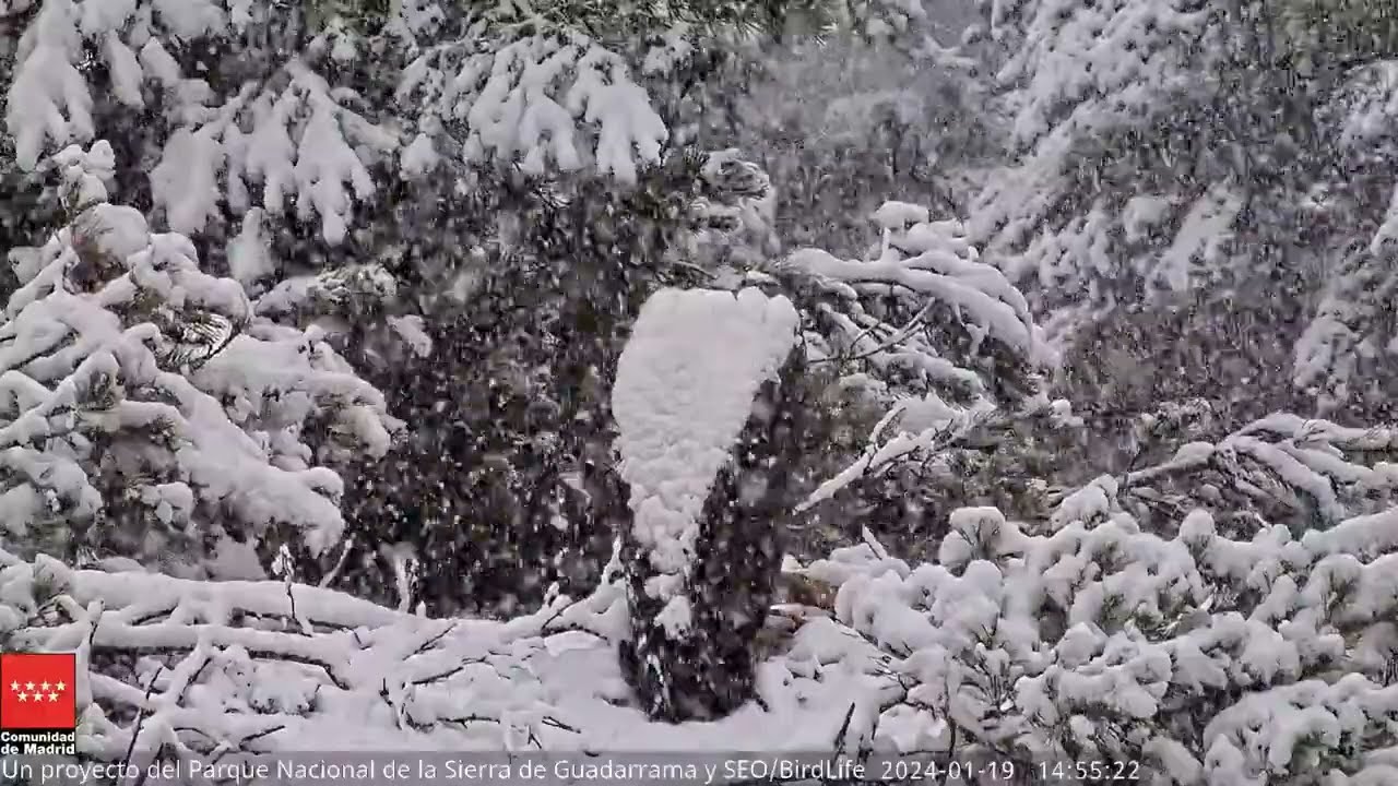 ¡BAJO LA NIEVE! - Buitre negro - Rascafría. Nido de 8CC - P.N. Sierra de Guadarrama