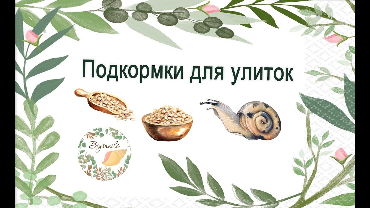 Зерновые и белковые подкормки для ахатин и архахатин