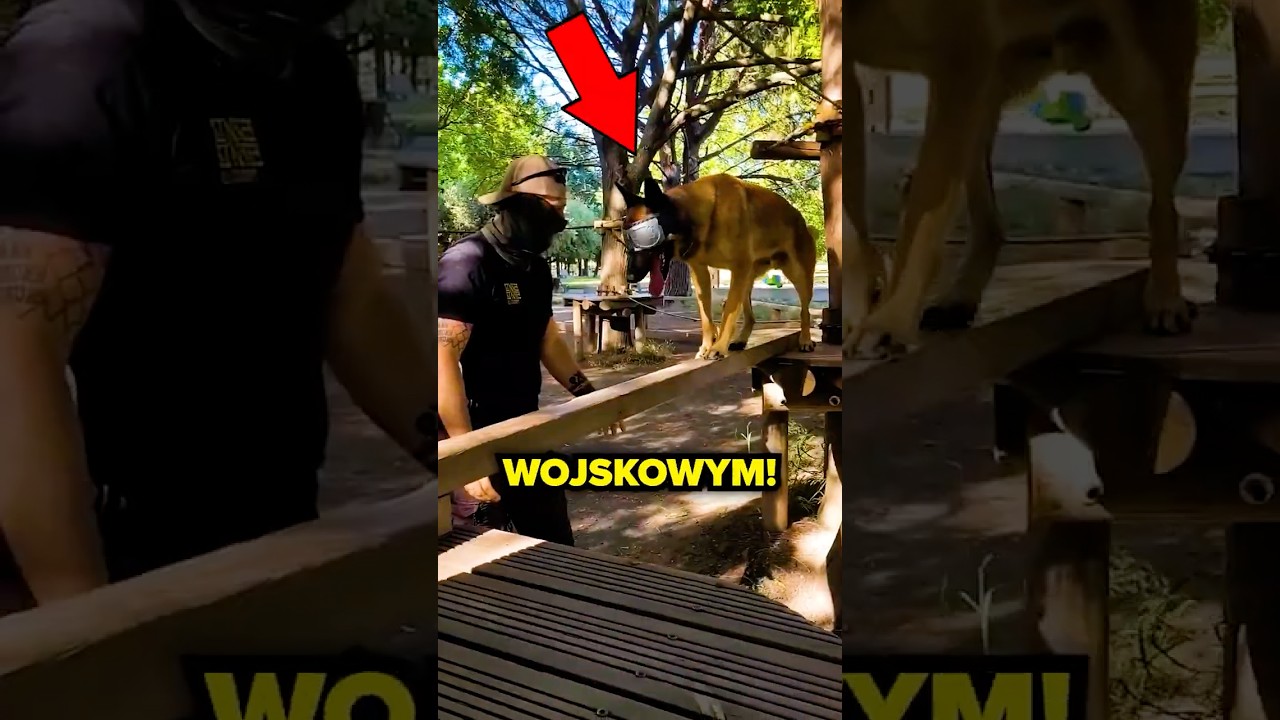 TAK TRENUJE PIES WOJSKOWY!😳