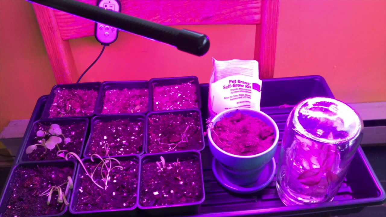 Cómo usar las luces de crecimiento para sus plantas