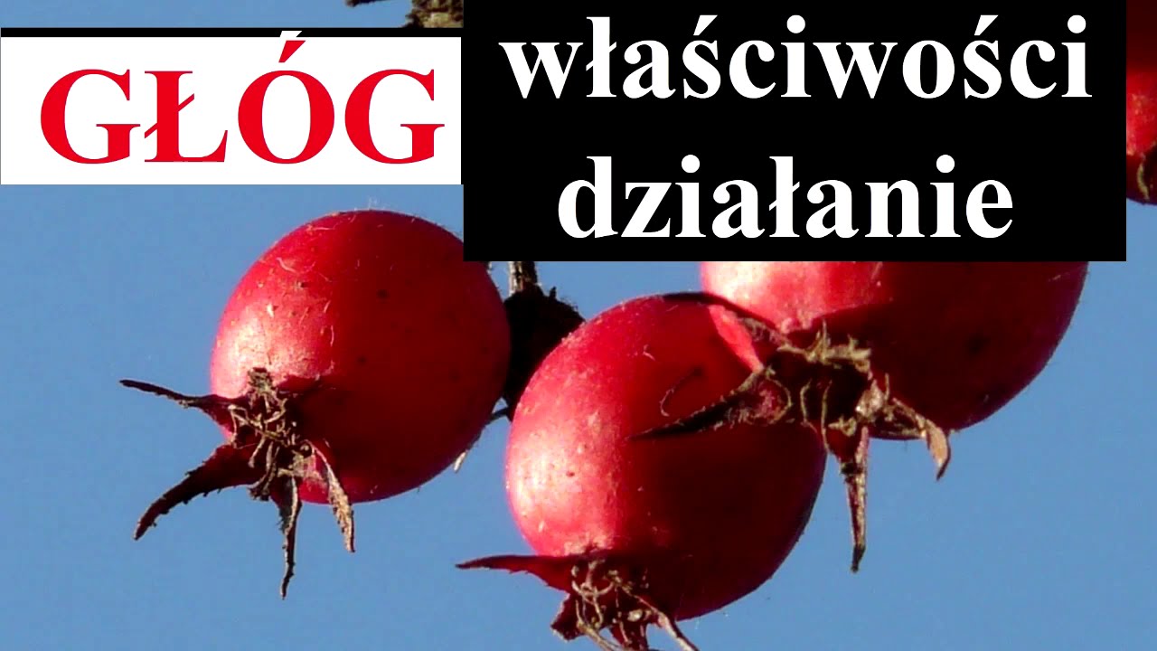 GŁ&Oacute;G - WŁAŚCIWOŚCI i działanie głogu