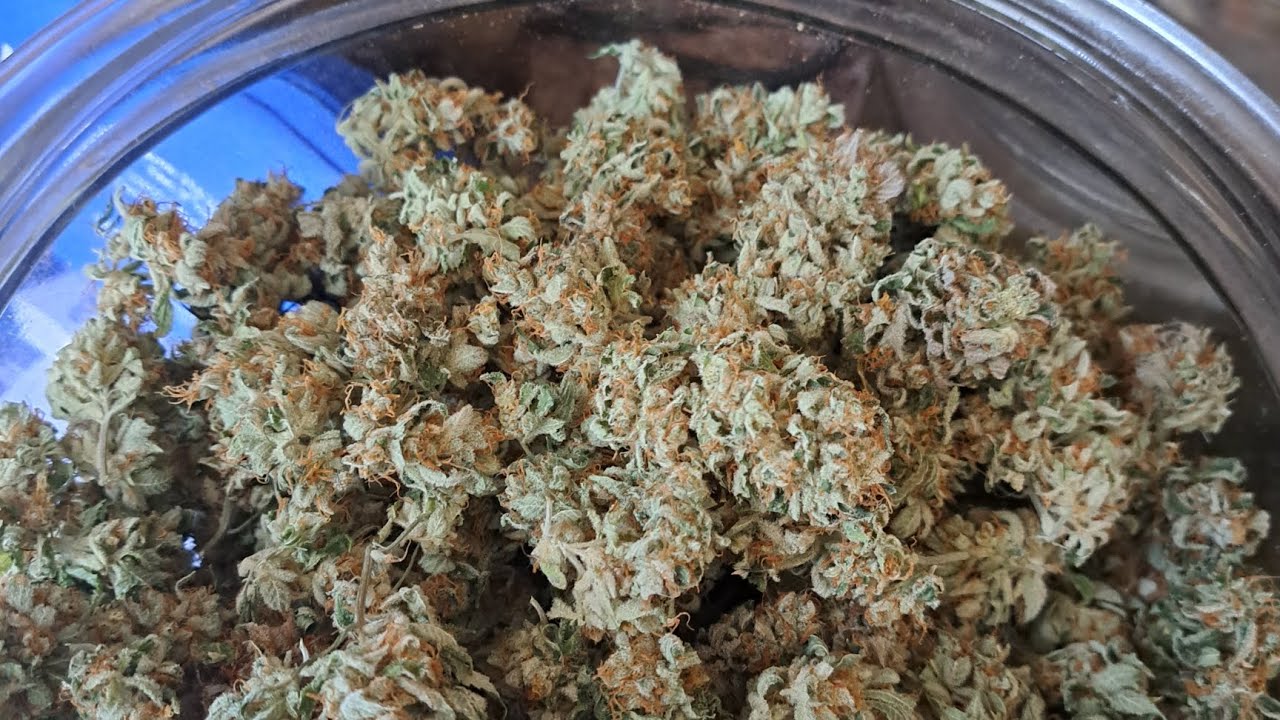 2 lb harvest from one plant... purple banana cookies from Greenpoint Seeds