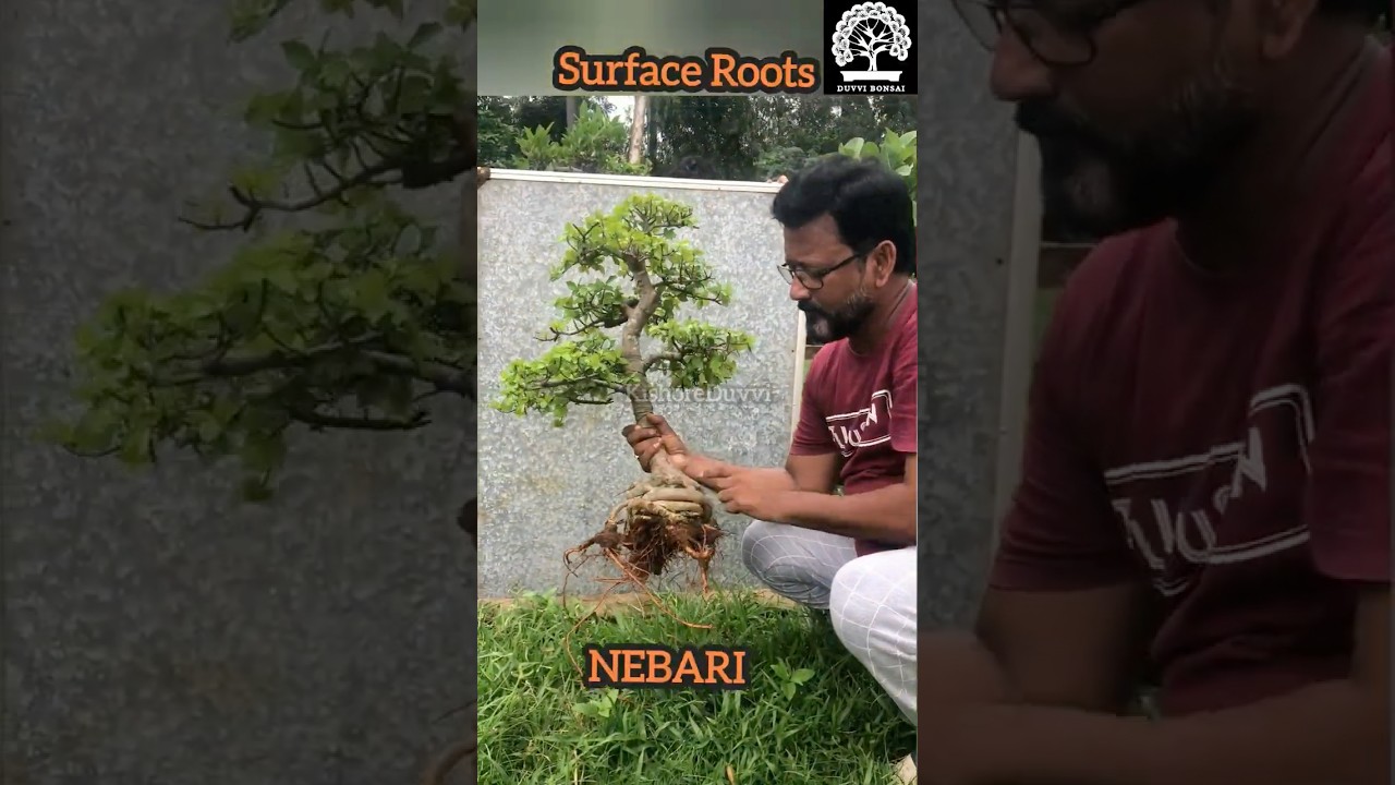 Creating Beautiful Bonsai Surface Roots. Full video on my channel #nebari #bonsai #roots #transition