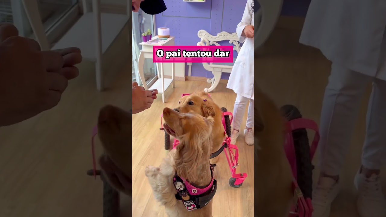 Cachorrinha esperta