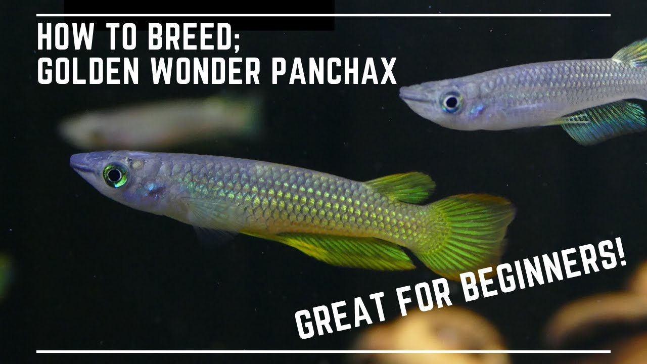 How to Breed Golden Wonder Panchax - Great Beginner Top Dwelling Fish