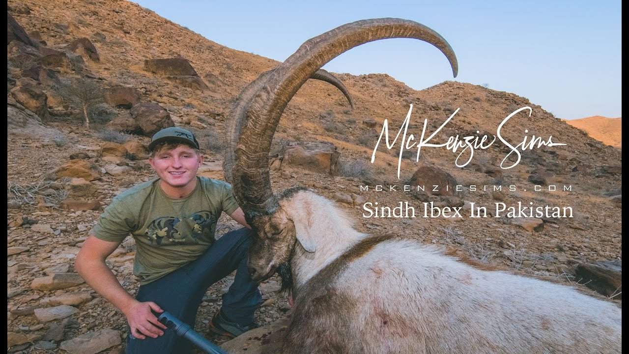Sindh Ibex In Pakistan